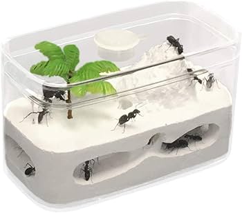 本体・ガラスセット　★送料無料★スーパービッグ　アリの巣　蟻の巣　石膏 Amazon | Umora アリ飼育キット 石膏製巣箱 アリ観察キット アリ